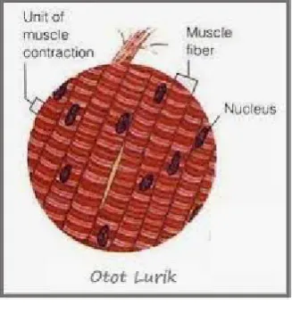 Gambar 2.6. Otot Lurik