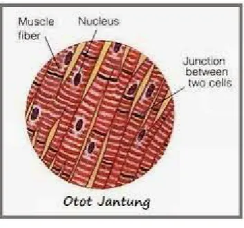Gambar 2.7. Otot Jantung
