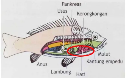 Gambar 5. Kelenjar Pencernaan pada Ikan  