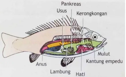 Gambar 1. Sistem Pencernaan Ikan 