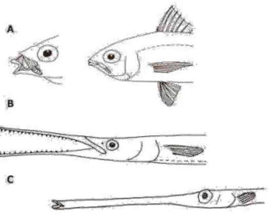 Gambar 3. Berbagai Bentuk Mulut Ikan : A. Mulut yang dapat                    