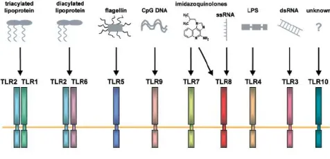 Gambar 1. TLR secara spesifik mengenali  pathogen-associared molecular patterns (PAMPs) dan/atau komponen sintetis17 