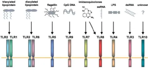 Gambar 1. TLR secara spesifik mengenali  pathogen-associared molecular patterns (PAMPs) dan/atau komponen sintetis17 