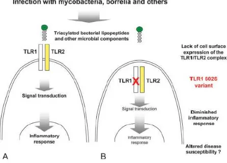 Gambar 2. Varian 602s dari TLR1 menyebabkan ganguan pengenalan lipoprotein triacylated22 