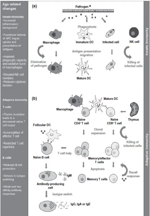 Gambar 1. Perubahan pada sistem imun44 