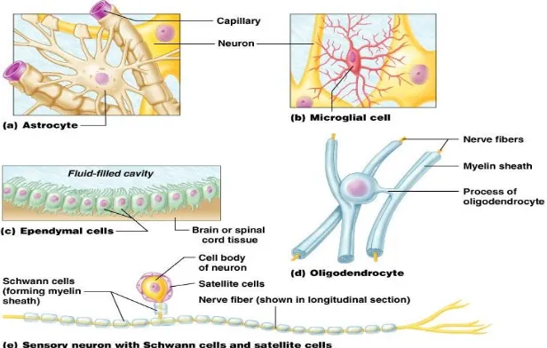 Gambar 2.4. Sel Neuroglia dan Sel Schwann 