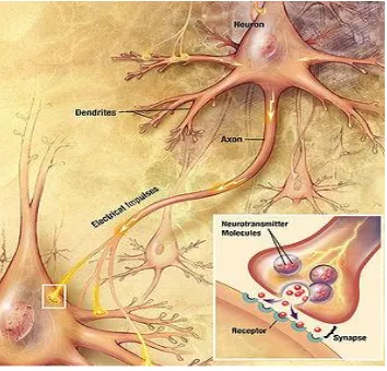 Gambar 2.7 Synaps dan Neurotransmitter 