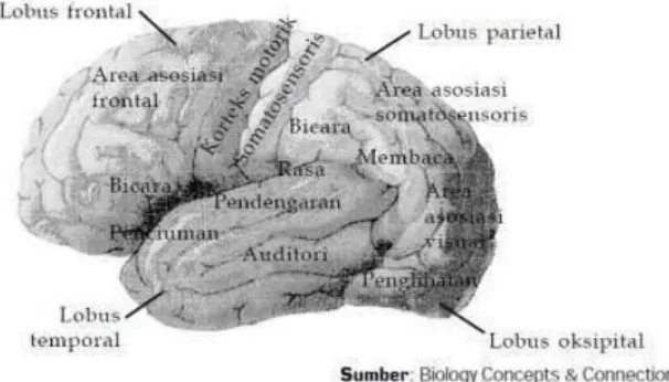 Gambar 2.12 Pembagian Fungsi pada Otak Besar 