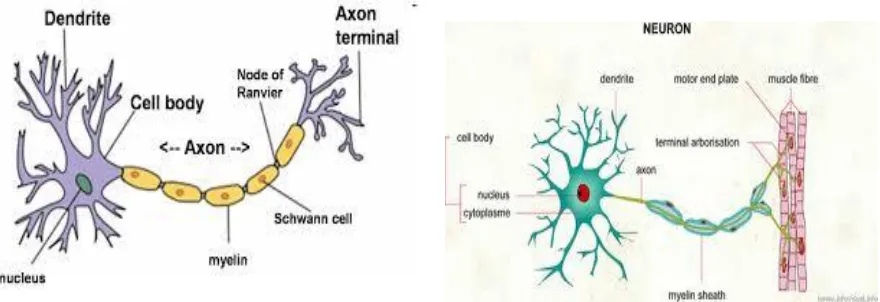 Gambar 2.1 Stuktur Neuron 