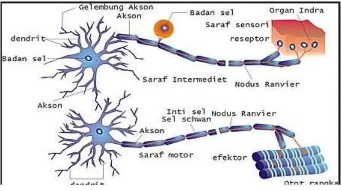 Gambar 2.2 Klasifikasi Neuron berdasarkan bentuknya 
