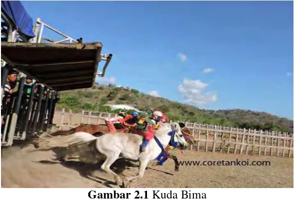 Gambar 2.1 Kuda Bima Sumber : http://www.coretankoi.com/2016/03/22/pacuan-kuda-dan-joki-cilik-di-tanah-bima