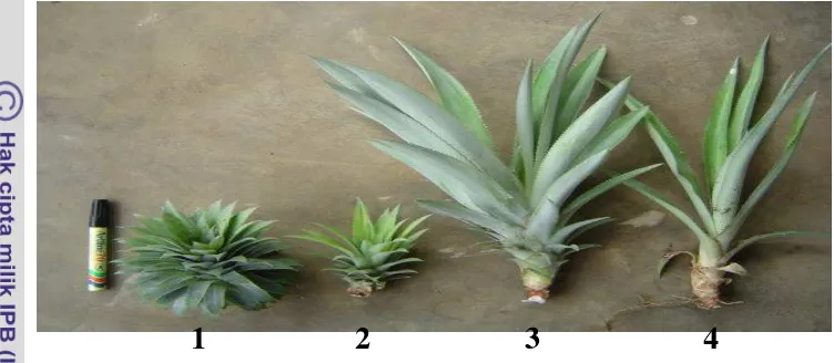Gambar 3    Bagian vegetatif tanaman nenas yang dipergunakan sebagai bahan 