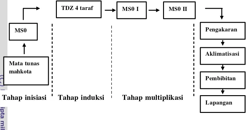 Gambar 5  Alur  kegiatan multiplikasi dengan TDZ 