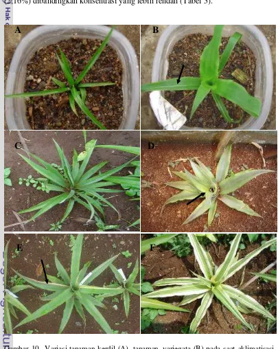 Gambar 10  Variasi tanaman kerdil (A), tanaman variegata (B) pada saat aklimatisasi, 