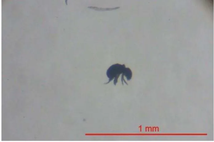 Gambar 5  Genus Megalothorax yang Berhasil Diidentifikasi 