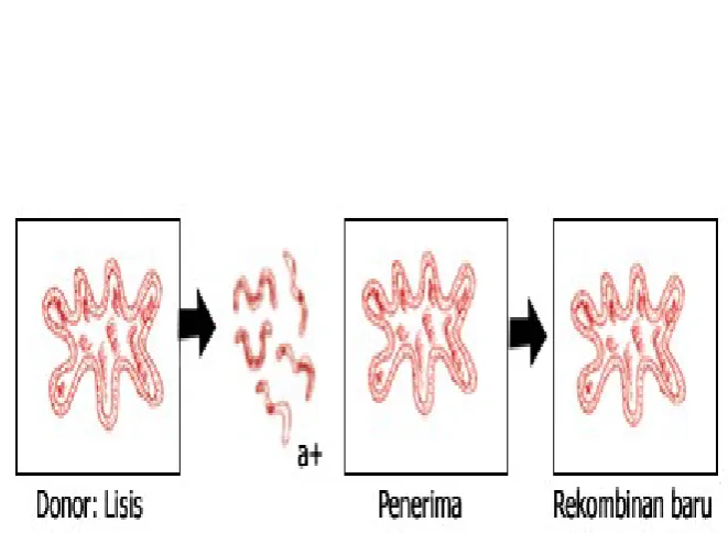 Gambar Transduksi