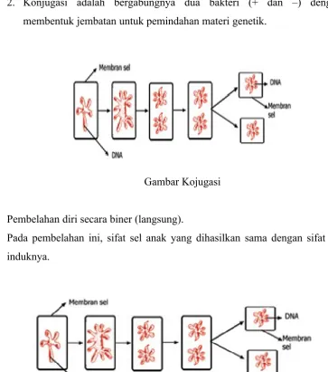 Gambar Kojugasi