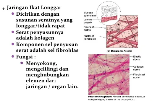 Gambar 1.2 : jaringan ikat longgar