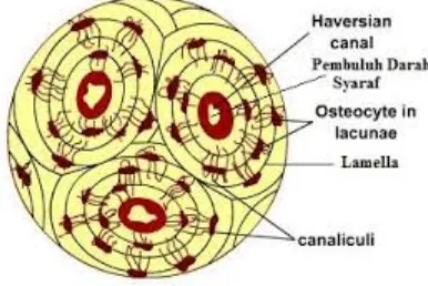 Gambar 1.7: Saluran Havers dikeliling oleh osteosit yang terdapat di dalam lakuna