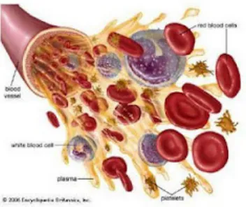 Gambar 1.9 : komponen penyusun darah