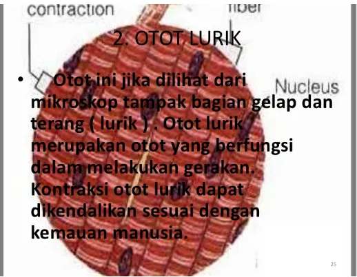 Gambar 1.3 : Otot jantung