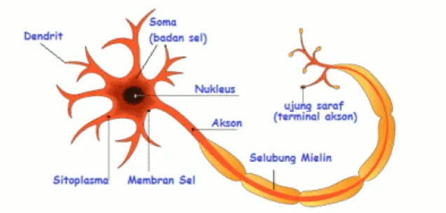 Gambar 1: struktur sel saraf