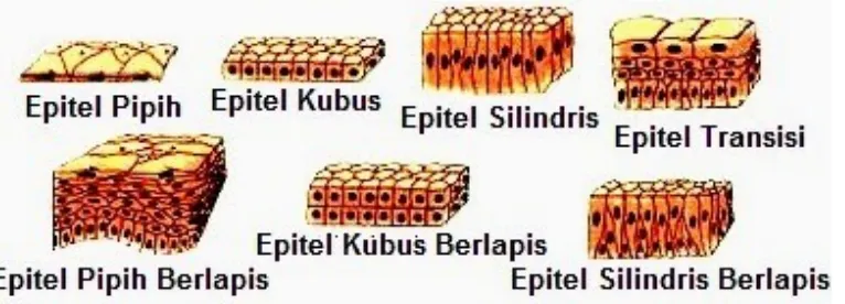 Gambar 1.1 : a) Epitel pipih, 2) Epitel kubus dan, 3) Epitel batang