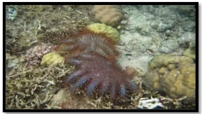 Gambar 2. Acanthaster planci yang mengelompok  