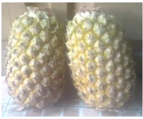 Gambar 1. Nanas (Ananas comosus (L) Merr) Sumber: Dokumentasi 