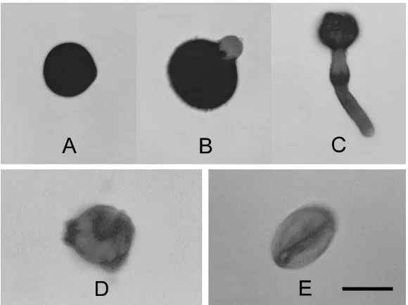 Figure 2. The growth of pollen tube on BK medium supplemented with 10% sucrose.  A, pollen grain at the time of culture initiation; B, ten minutes after germination; C, sixty minutes after germination; D and E, examples of unviable pollen grains