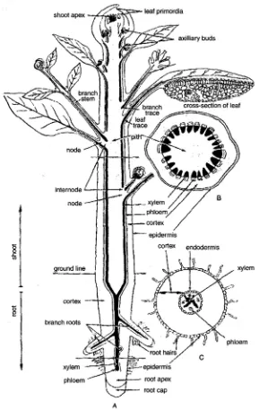 GAMBAR 3.1.  A, yang baik. batang; organ dan jaringan pokok pada tubuh tanaman berbiji; B, potongan melintang C, potongan melintang akar