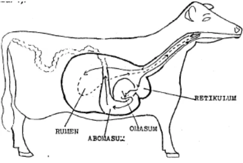Gambar 2.1 : Sistem pencernaan pada ternak ruminansia