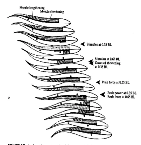 Gambar diatas menunjukkan bagaimana lipatan lateral otot tubuh pada sudut yang
