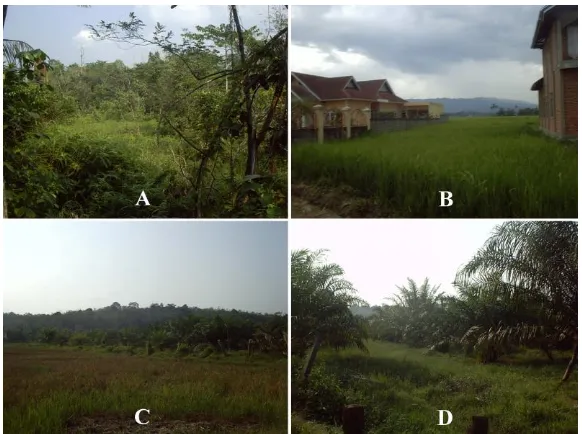 Gambar 7. Alih fungsi lahan dari persawahan menjadi lahan tidur yang tidak produktif (A), pemukiman (B) dan perkebunan kelapa sawit (C,D)