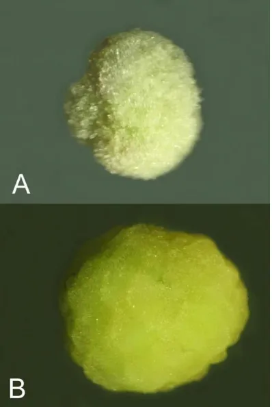 Gambar 3. Visualisasi contoh struktur yang kom- pak dari kalus yang berproliferasi pada antera kedelai kultivar Merubetiri yang dikulturkan pada medium yang dileng-kapi dengan BAP (A) dan kinetin (B) sebagai sumber sitokinin (umur kalus 4 minggu setelah pr
