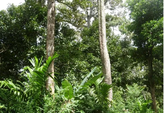 Gambar 1. Tanaman manggis yang diusahakan sebagai tanaman pekarangan bersama-sama dengan berbagai jenis tanaman lain di daerah Semerap, Kabupaten Kerinci