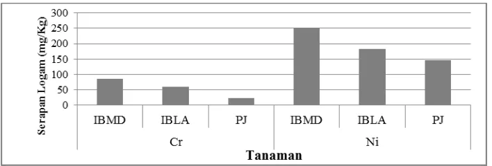 Gambar 6. Berat kering tajuk tanaman I. barbatum asal tanah serpentin (IBMD),  I. barbatum asal tanah non-serpentin (IBLA), dan P