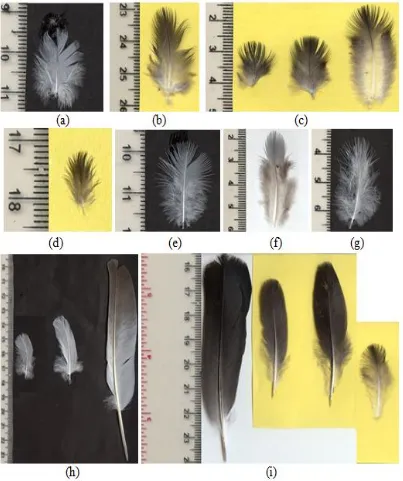 Gambar 8. Berbagai ukuran dan bentuk bulu plumae pada merpati berdasarkan tempat tumbuhnya