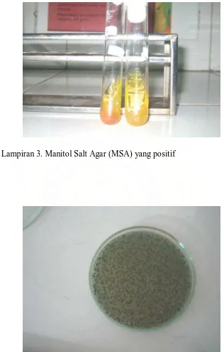 Gambar Lampiran 3. Manitol Salt Agar (MSA) yang positif   