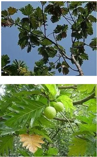 Gambar 1. Tanaman Sukun (A. communis) 