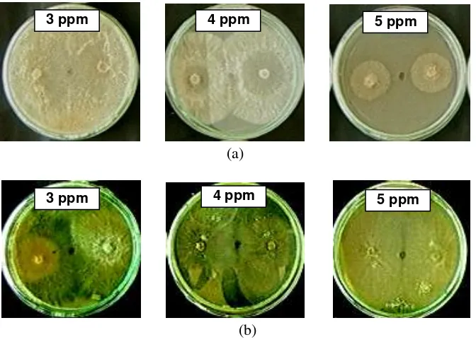 Gambar 2. Hasil pengujian aktivitas antijamur, kloroform terhadap (a) Rhizoctonia solani dan (b) Gliocladium fimbriatum 