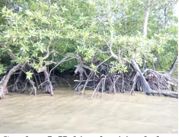 Tabel 3. Luas dan Kerapatan Hutan  Mangrove Tanjung Jabung Timur 