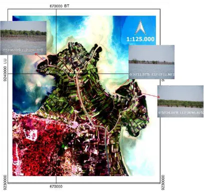Gambar 3-10: Contoh lokasi akresi yang telah ditumbuhi mangrove