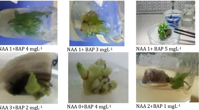 Gambar 1.   Proliferasi tunas dan pertumbuhan pucuk pada kultur in vitro eksplan basal slip nenas Tangkit pada medium MS yang dilengkapi dengan NAA dan BAP   