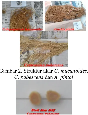 Gambar 2. Struktur akar  C. mucunoides, 