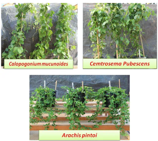 Gambar 1. Pertumbuhan C. mucunoides, C. pubescens dan A. pintoi (pada akhir penelitian) 