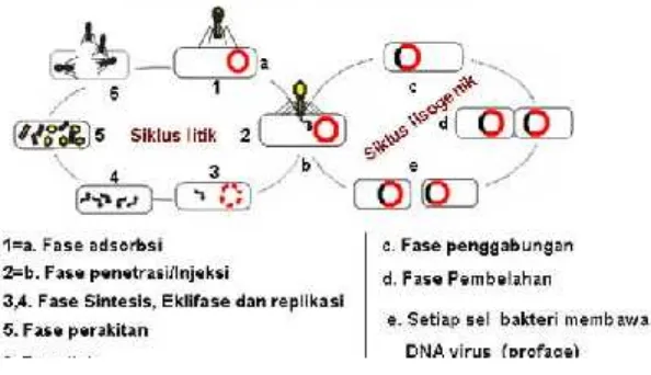 Gambar 2.3 Reproduksi Virus(Sumber : Sri,2013:1)