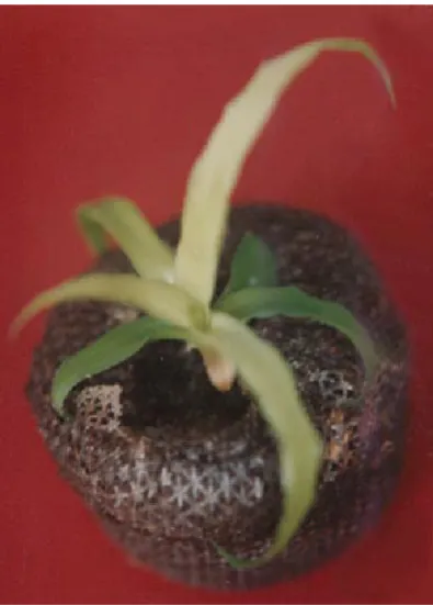 Figure 3. transplanted onto Jiffy pot during acclimatiza-In vitro plantlet of pineapple cv Tangkit tion process.