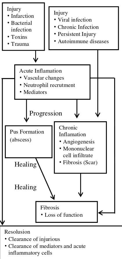 Gambar 1. Patofisiologi Inflamasi