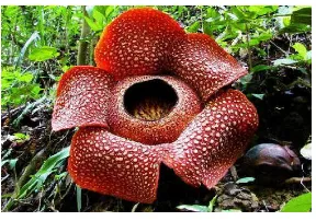 Gambar 2.10 Rafflesia 